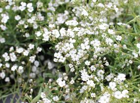 Šater plazivý 'Filou Weiß' - Gypsophila repens 'Filou Weiß'