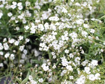 Šater plazivý 'Filou Weiß'