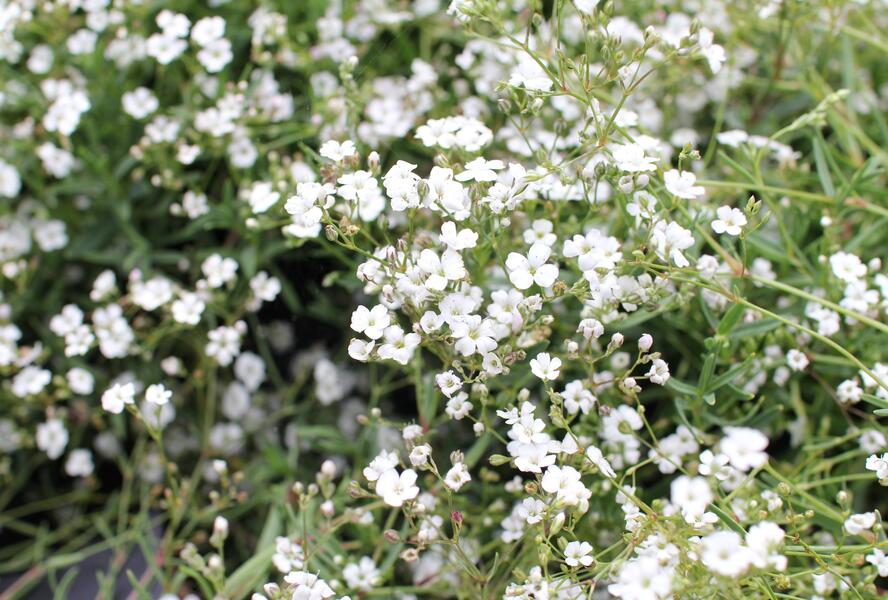 Šater plazivý 'Filou Weiß' - Gypsophila repens 'Filou Weiß'