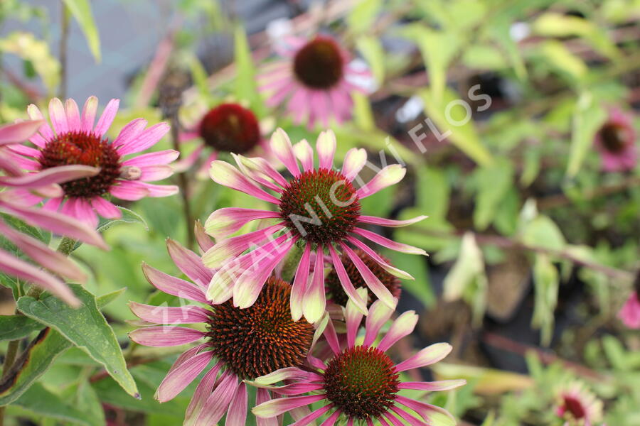 Třapatkovka nachová 'Green Twister' - Echinacea purpurea 'Green Twister'