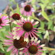 Třapatkovka nachová 'Green Twister' - Echinacea purpurea 'Green Twister'