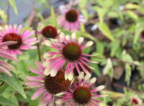Třapatkovka nachová 'Green Twister' - Echinacea purpurea 'Green Twister'