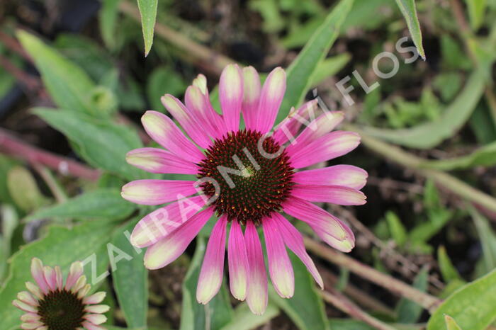 Třapatkovka nachová 'Green Twister' - Echinacea purpurea 'Green Twister'
