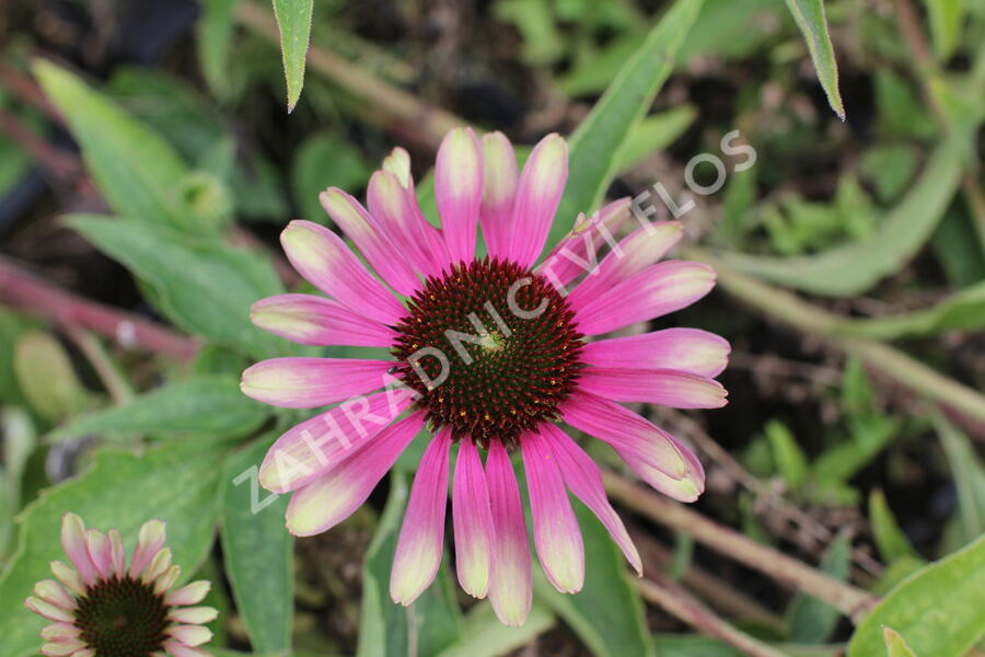 Třapatkovka nachová 'Green Twister' - Echinacea purpurea 'Green Twister'