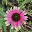 Třapatkovka nachová 'Green Twister' - Echinacea purpurea 'Green Twister'