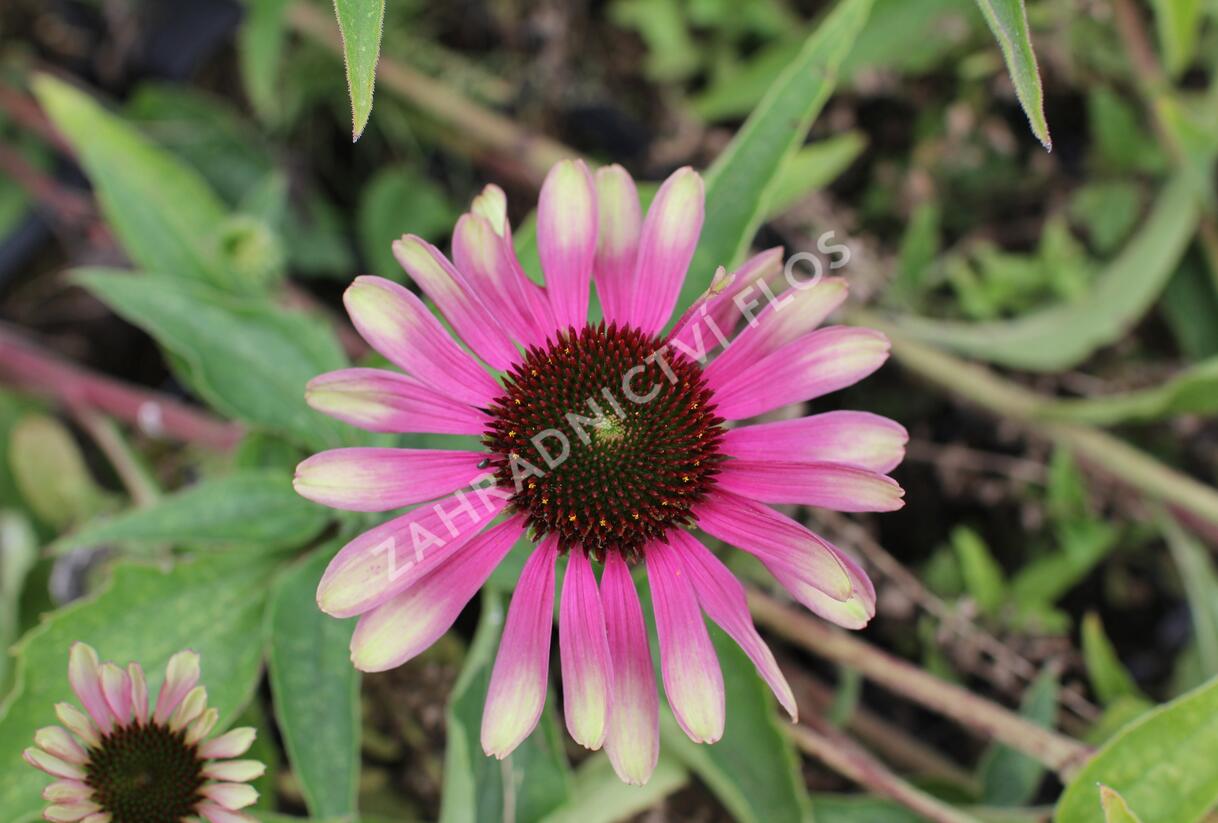 Třapatkovka nachová 'Green Twister' - Echinacea purpurea 'Green Twister'