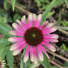 Třapatkovka nachová 'Green Twister' - Echinacea purpurea 'Green Twister'