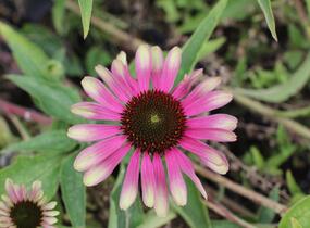 Třapatkovka nachová 'Green Twister' - Echinacea purpurea 'Green Twister'