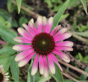 Třapatkovka nachová 'Green Twister' - Echinacea purpurea 'Green Twister'