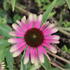 Echinacea purpurea 'Green Twister'.JPG