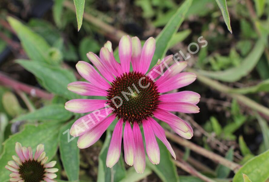 Třapatkovka nachová 'Green Twister' - Echinacea purpurea 'Green Twister'