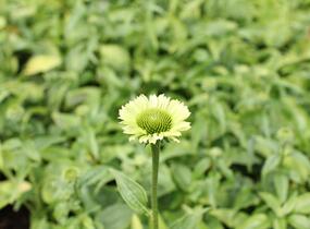 Třapatkovka nachová 'Prairie Blaze Green' - Echinacea purpurea 'Prairie Blaze Green'