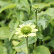 Třapatkovka nachová 'Prairie Blaze Green' - Echinacea purpurea 'Prairie Blaze Green'