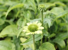 Třapatkovka nachová 'Prairie Blaze Green' - Echinacea purpurea 'Prairie Blaze Green'