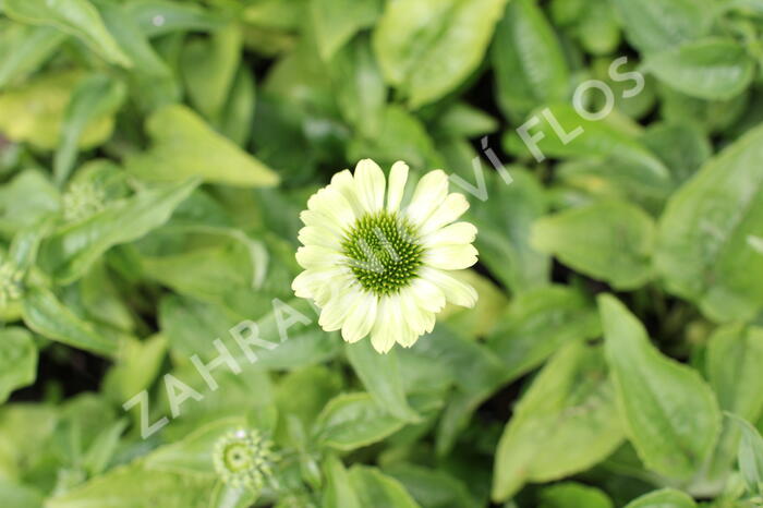 Třapatkovka nachová 'Prairie Blaze Green' - Echinacea purpurea 'Prairie Blaze Green'
