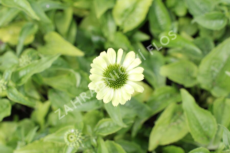 Třapatkovka nachová 'Prairie Blaze Green' - Echinacea purpurea 'Prairie Blaze Green'