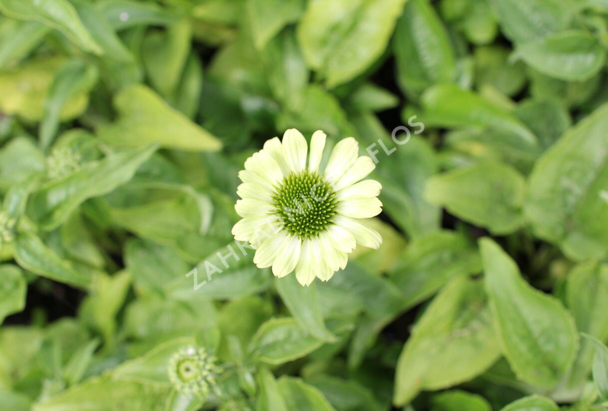 Třapatkovka nachová 'Prairie Blaze Green' - Echinacea purpurea 'Prairie Blaze Green'