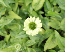 Třapatkovka nachová 'Prairie Blaze Green'