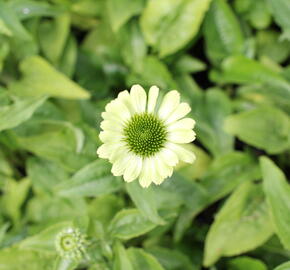 Třapatkovka nachová 'Prairie Blaze Green' - Echinacea purpurea 'Prairie Blaze Green'