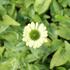 Echinacea purpurea 'Prairie Blaze Green'.JPG