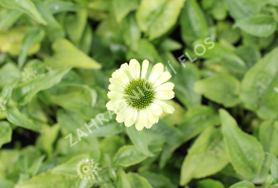 Třapatkovka nachová 'Prairie Blaze Green' - Echinacea purpurea 'Prairie Blaze Green'