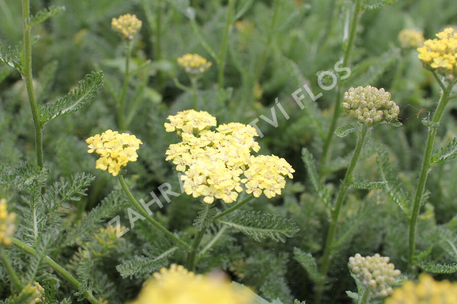 Řebříček obecný 'Desert Eve Light Yellow' - Achillea millefolium 'Desert Eve Light Yellow'