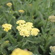 Řebříček obecný 'Desert Eve Light Yellow' - Achillea millefolium 'Desert Eve Light Yellow'
