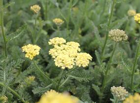 Řebříček obecný 'Desert Eve Light Yellow' - Achillea millefolium 'Desert Eve Light Yellow'