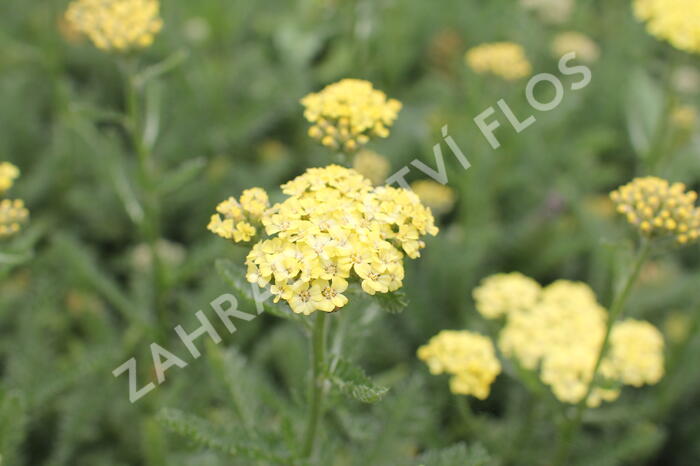 Řebříček obecný 'Desert Eve Light Yellow' - Achillea millefolium 'Desert Eve Light Yellow'