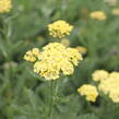 Řebříček obecný 'Desert Eve Light Yellow' - Achillea millefolium 'Desert Eve Light Yellow'