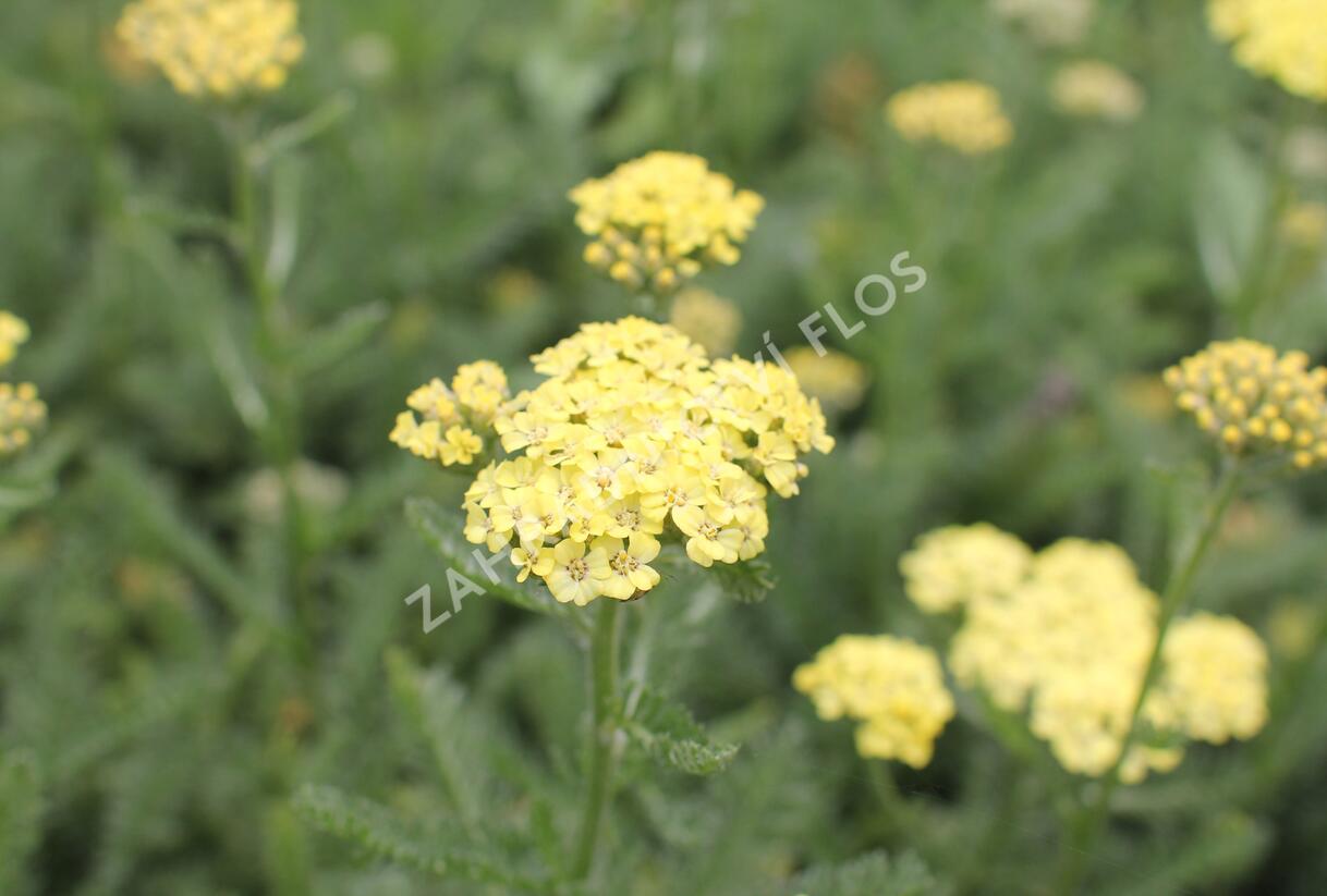 Řebříček obecný 'Desert Eve Light Yellow' - Achillea millefolium 'Desert Eve Light Yellow'
