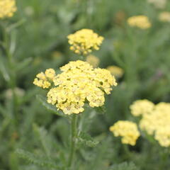 Řebříček obecný 'Desert Eve Light Yellow' - Achillea millefolium 'Desert Eve Light Yellow'