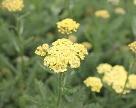 Řebříček obecný 'Desert Eve Light Yellow'