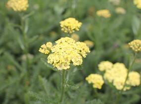Řebříček obecný 'Desert Eve Light Yellow' - Achillea millefolium 'Desert Eve Light Yellow'