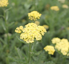 Řebříček obecný 'Desert Eve Light Yellow' - Achillea millefolium 'Desert Eve Light Yellow'