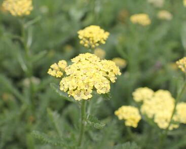 Řebříček obecný 'Desert Eve Light Yellow'
