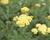 Řebříček obecný 'Desert Eve Light Yellow'