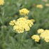 Achillea millefolium 'Desert Eve Light Yellow'.JPG