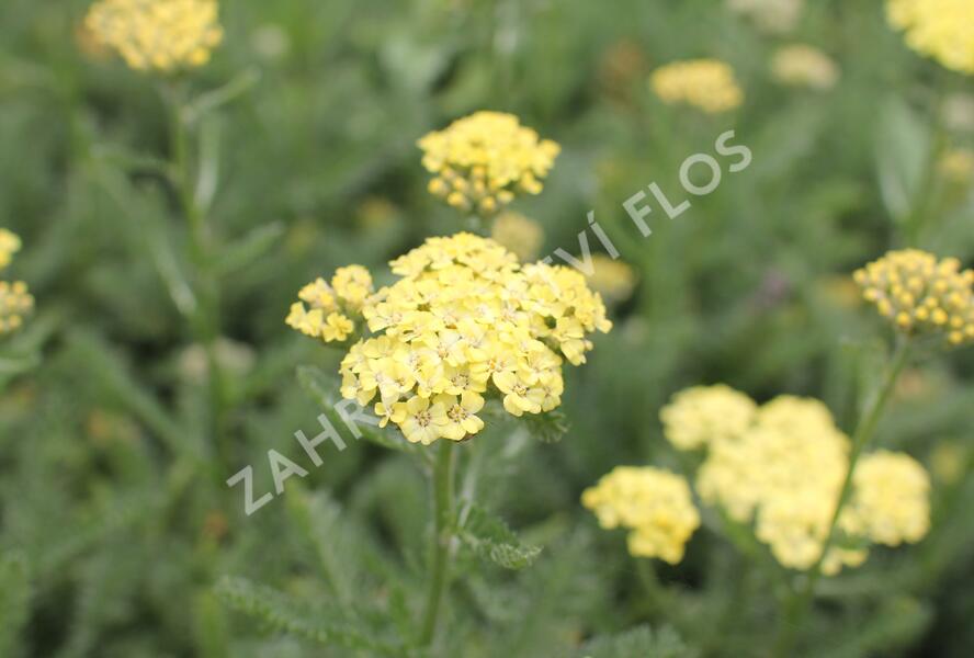 Řebříček obecný 'Desert Eve Light Yellow' - Achillea millefolium 'Desert Eve Light Yellow'