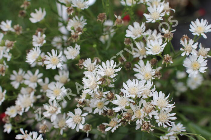 Hvězdnice bertrámová 'Major' - Aster ptarmicoides 'Major'