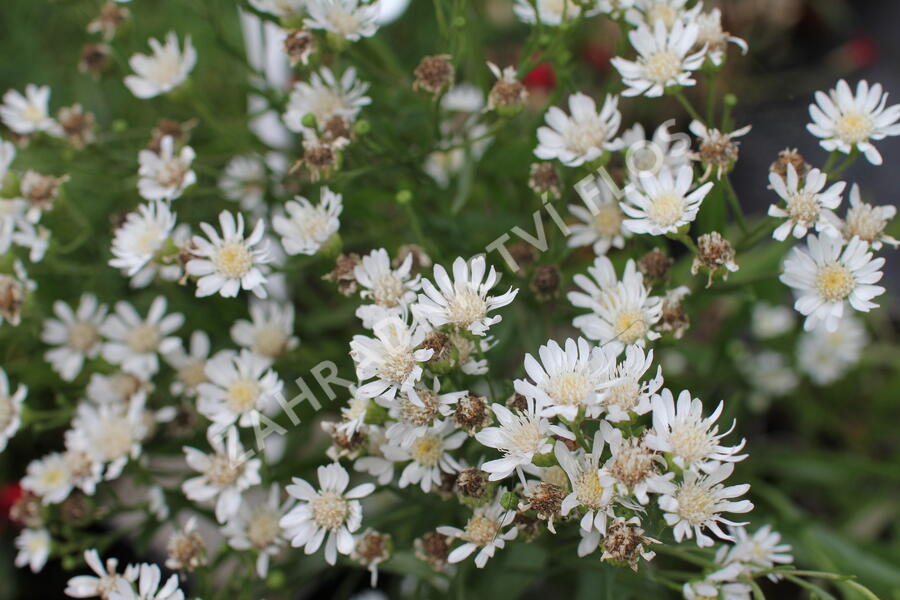 Hvězdnice bertrámová 'Major' - Aster ptarmicoides 'Major'
