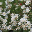 Hvězdnice bertrámová 'Major' - Aster ptarmicoides 'Major'