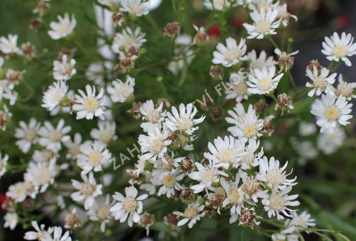 Hvězdnice bertrámová 'Major' - Aster ptarmicoides 'Major'