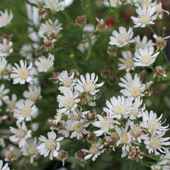 Hvězdnice bertrámová 'Major' - Aster ptarmicoides 'Major'