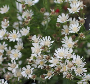 Hvězdnice bertrámová 'Major' - Aster ptarmicoides 'Major'