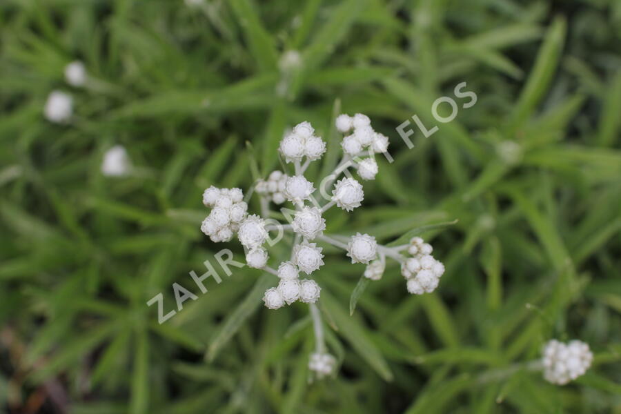 Plesnivka perlová 'Neuschnee' - Anaphalis margaritacea 'Neuschnee'