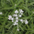 Plesnivka perlová 'Neuschnee' - Anaphalis margaritacea 'Neuschnee'