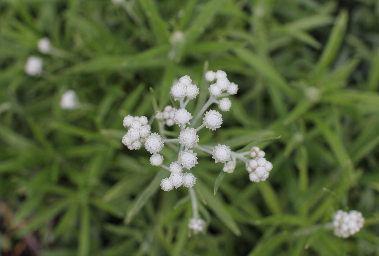 Plesnivka perlová 'Neuschnee' - Anaphalis margaritacea 'Neuschnee'