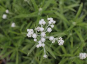 Plesnivka perlová 'Neuschnee' - Anaphalis margaritacea 'Neuschnee'