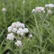Plesnivka perlová 'Neuschnee' - Anaphalis margaritacea 'Neuschnee'